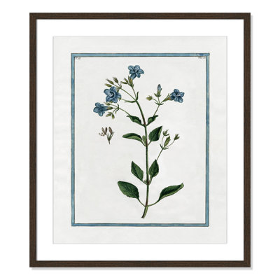Colombe "Shabby Elegance Botanical II" Print