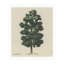 Forest Green Print-182892354