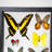 6 Genuine Butterflies In Black Display Frame