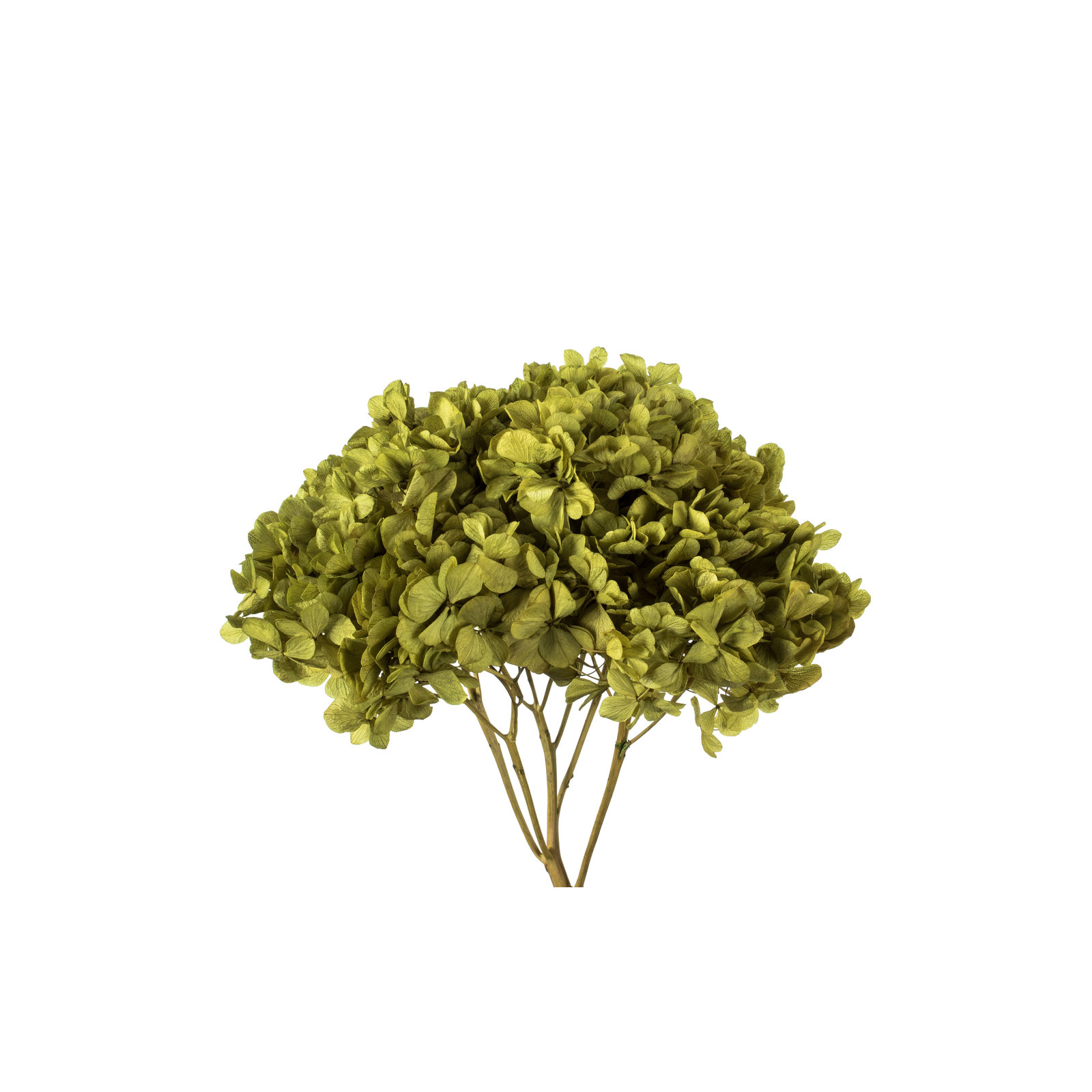 Natural Botanicals 15" Hydrangea with Multiple Branch Segments, Preserved, Antique Moss