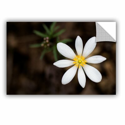 Bloodroot Removable Wall Decal -  Ebern Designs, 69610381344D4EF982AA8F39C3FEF321