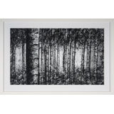 Birch Forest Print by H.Scott