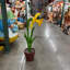 Statue de petit narcis en pot jaune