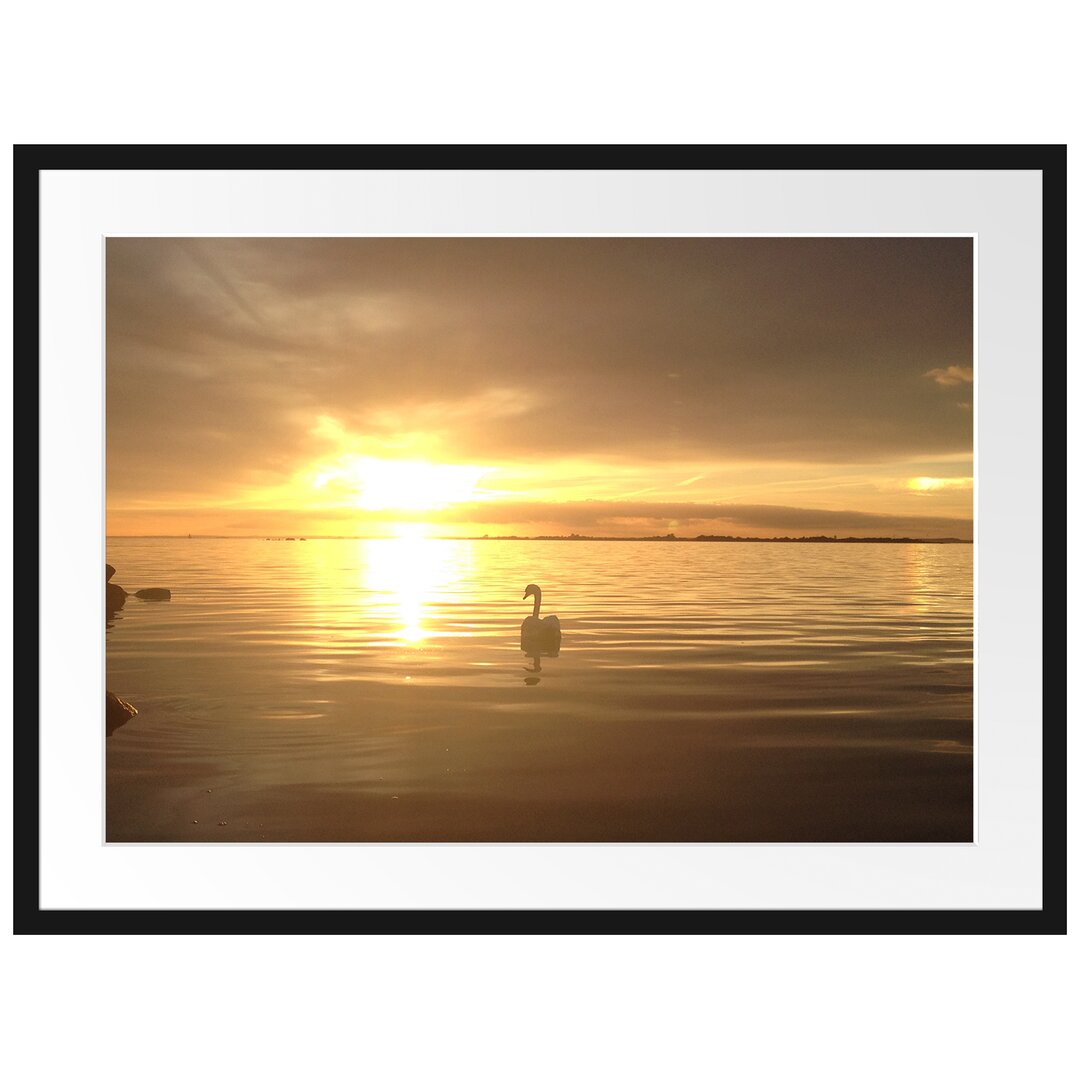 Gerahmtes Poster Einsamer Schwan auf See