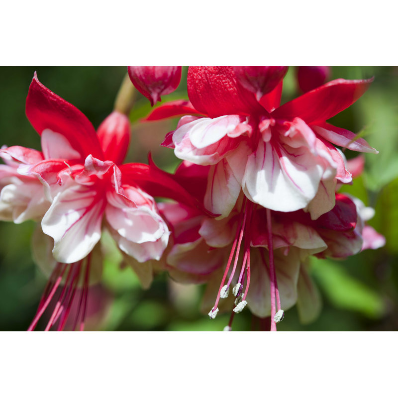 Fuchsias dansants - Photographie sur toile tendue, H 12 po x l 18 po