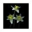 Trio des las trompetas, reproduction de photo sur toile tendue-74413837-74413835-18516701