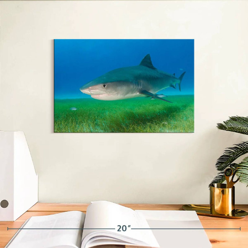 Requin-taupe brun sur l'herbe de mer, H 8 po x l 12 po
