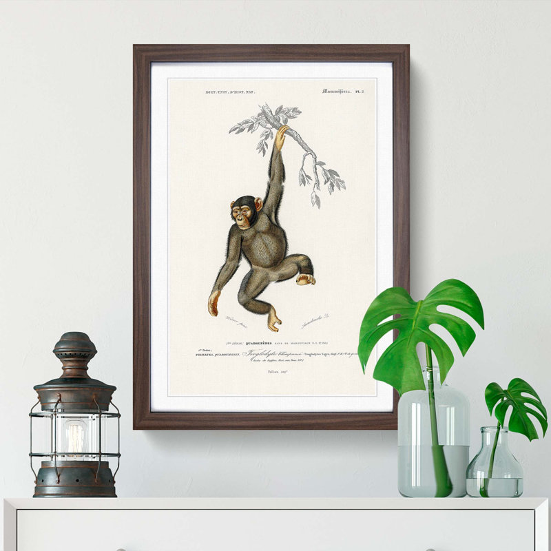 Chimpanzee by Charles D'Orbigny - Picture Frame Painting Print on MDF, Walnut Framed, 65cm H x 48cm W x 2cm D