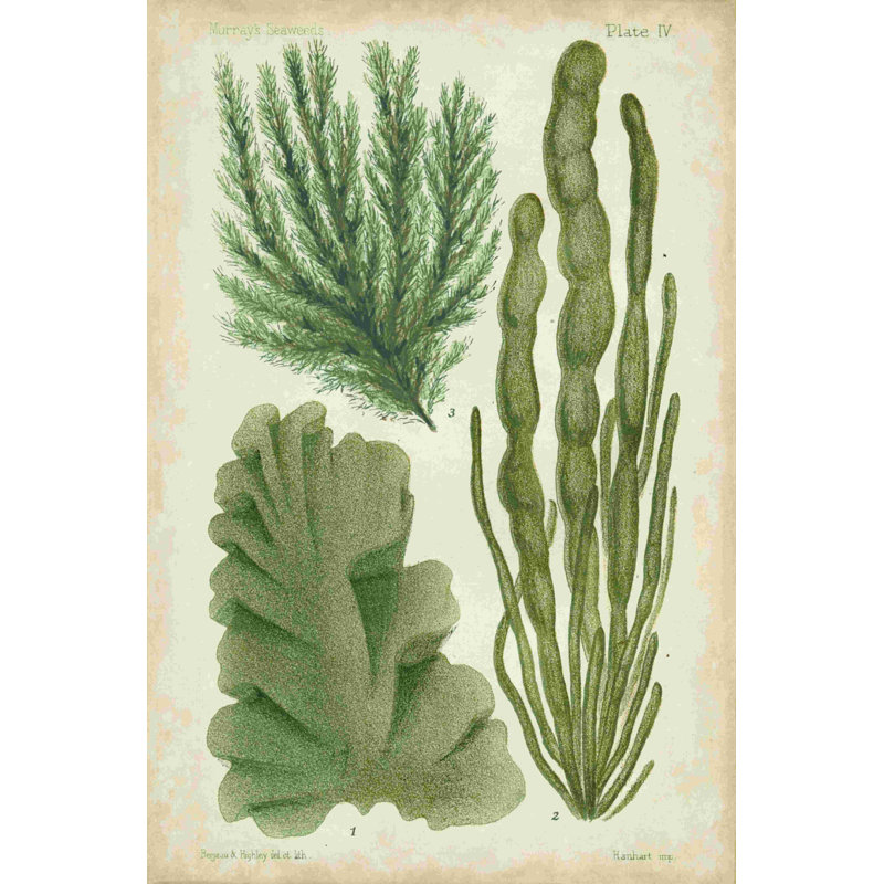 Échantillon d'algue verte I