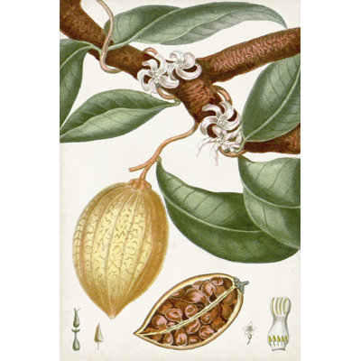 Tropical Fruit II by Turpin - Wrapped Canvas Painting