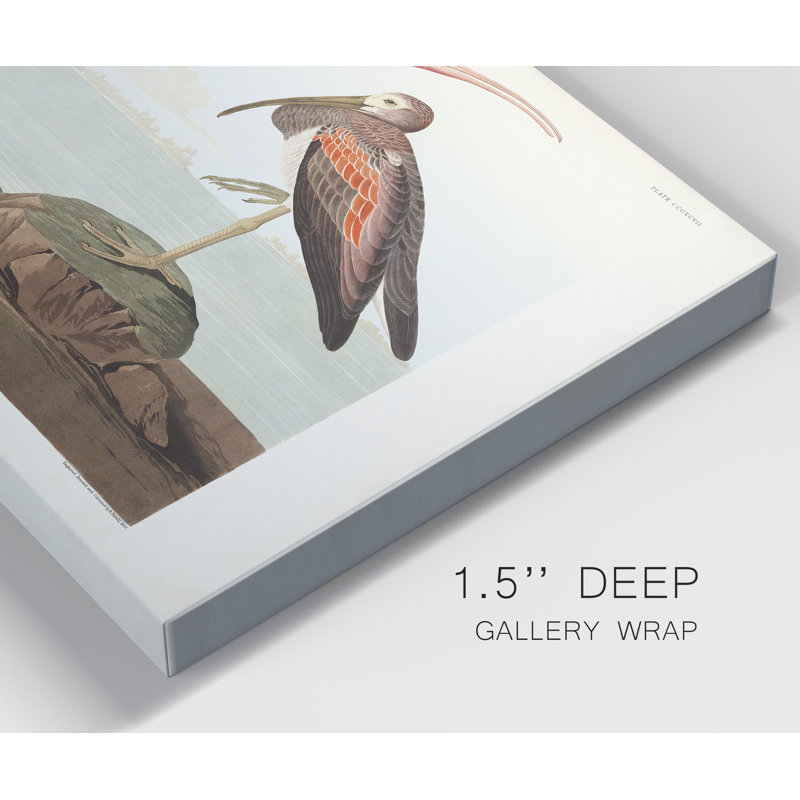 Impression sur toile tendue « pl 397 Scarlet Ibis », H 36 po x l 24 po x P 1 po