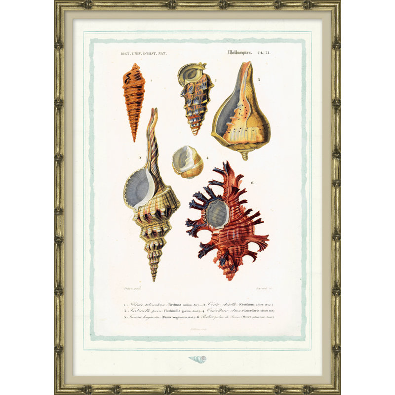 Seashells Giclee Print