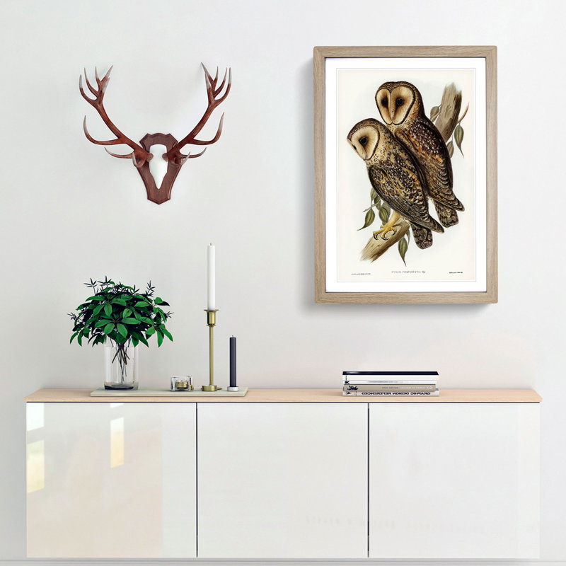 Masked Barn Owls by Elizabeth Gould - Framed Print, 36cm H x 27cm W x 2cm D, Oak Framed
