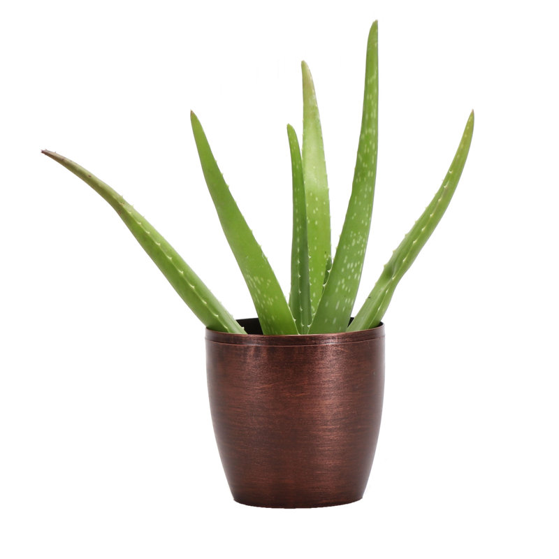 Live Aloe Vera Plant in Classic Pot, Copper
