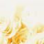 Bed Of Roses - Print on Canvas-1980582872