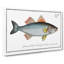 Basse Fish by M.E. Bloch - Wrapped Canvas-55363490
