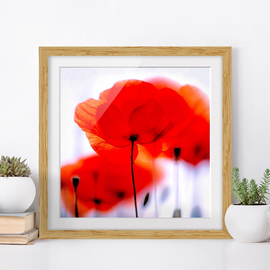 Gerahmtes Poster Magic Poppies