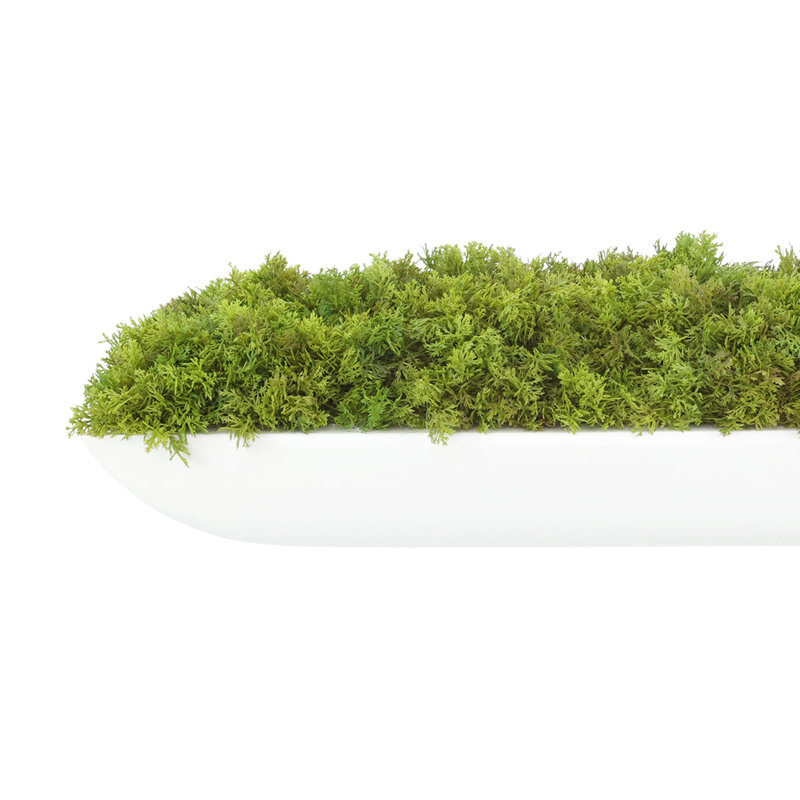 Moss 6" Artificial in Fiberstone Planter, White, 6"H x 22"W x 7"D