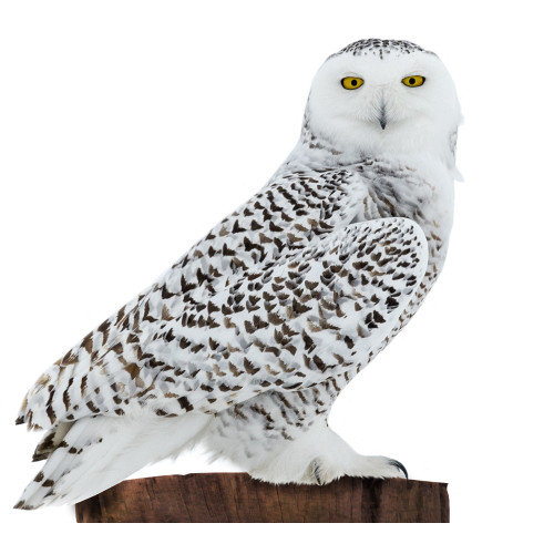SC2535 Snowy Owl