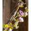 Jets de roses-1612551103