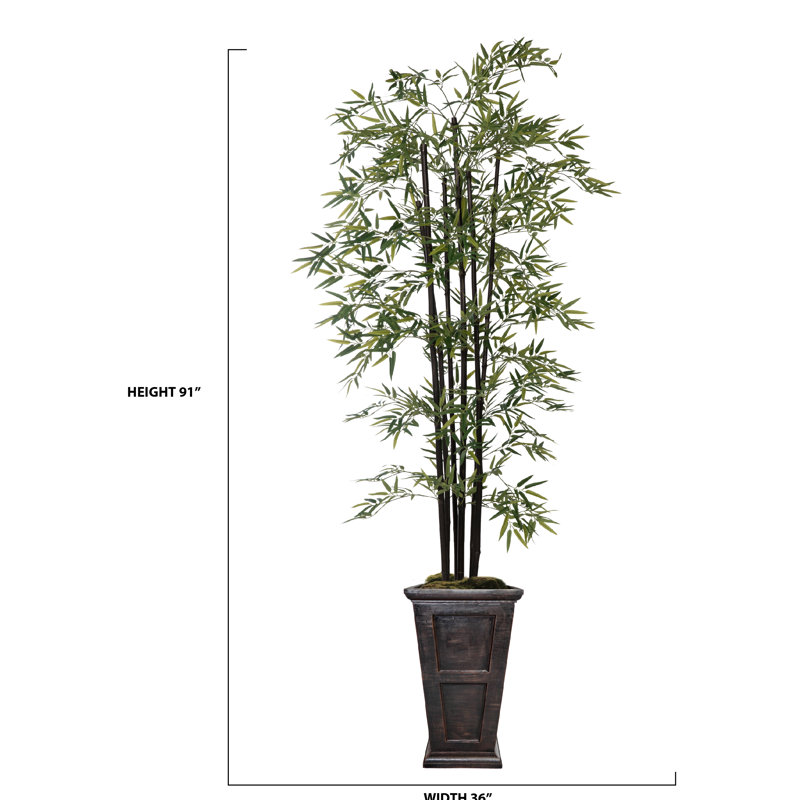 Arbre de bambou Panama