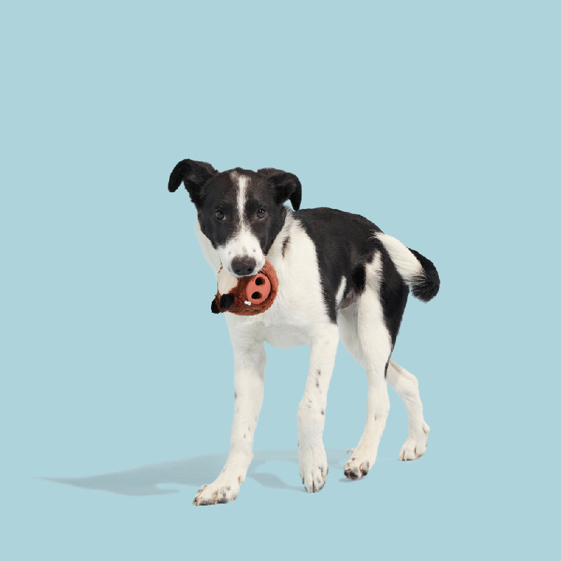 The Best Of Bark Super Chewer Accessories