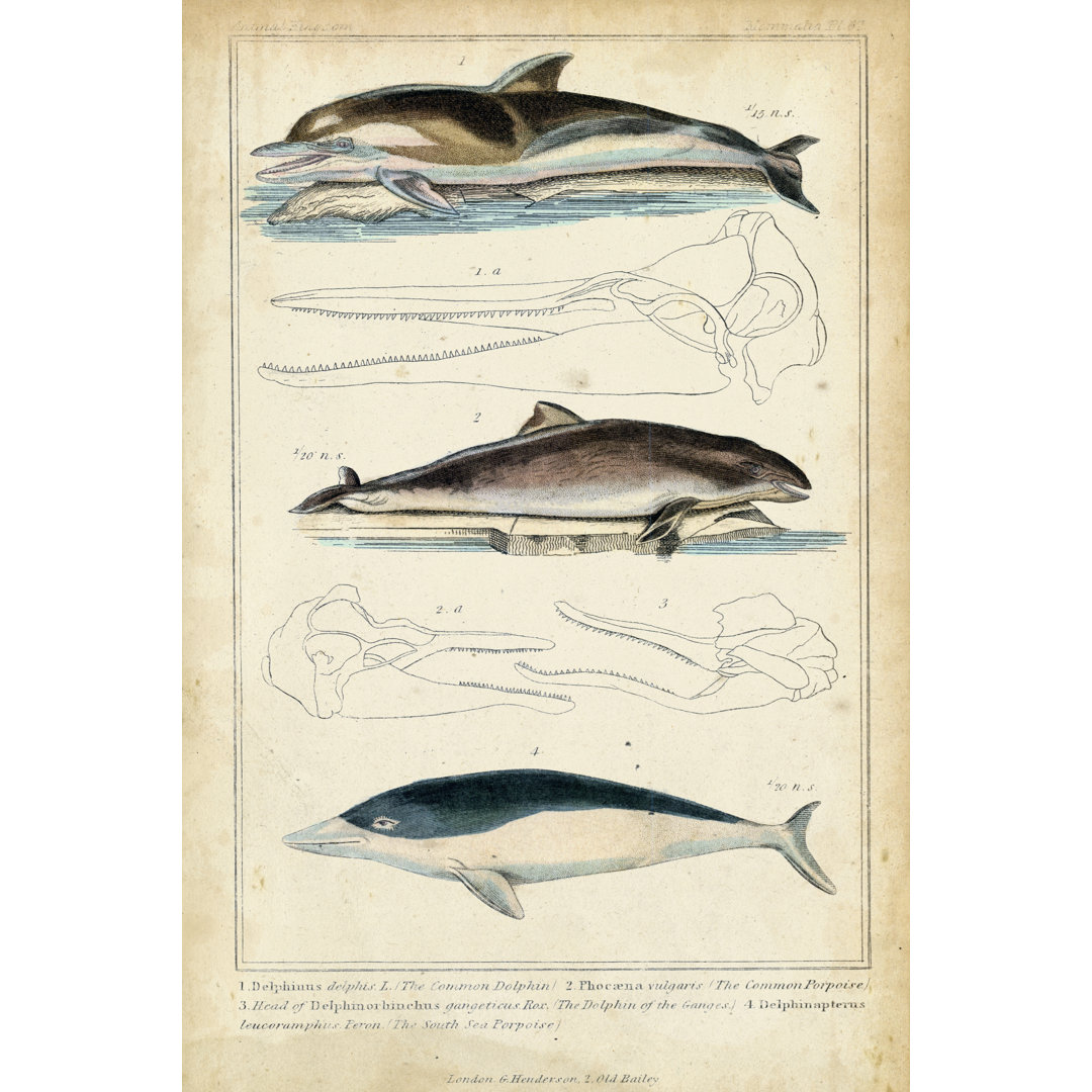 Leinwandbild Antique Whale & Dolphin Study II