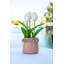 Centre de table tulipes en pot