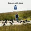 British Wool Duvet, Authentic Traceable British Wool Fill, Breathable & Hypoallergenic, All Season Quilt-135966668-135966667