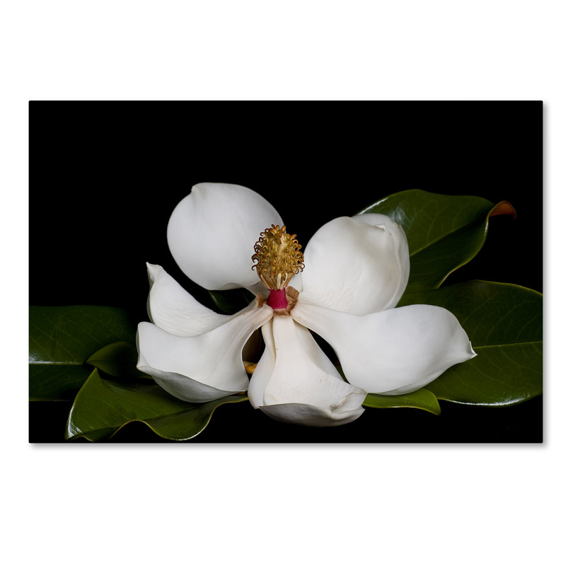 « magnolia », reproduction de photo sur toile tendue, H 12 po x l 19 po