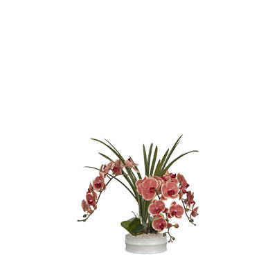 Orchidées Phael dans un bol blanc mat