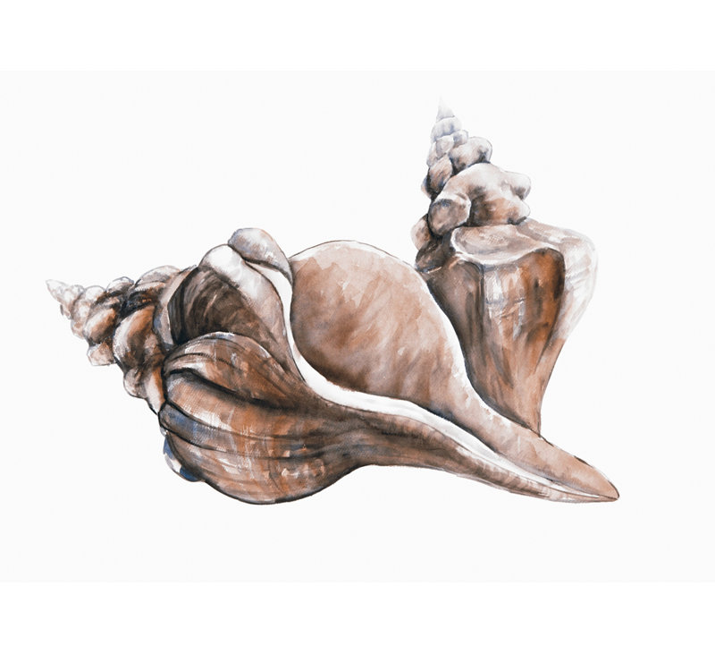 Coral Horse Conch Seashells Framed Canvas | Bathroom Decor