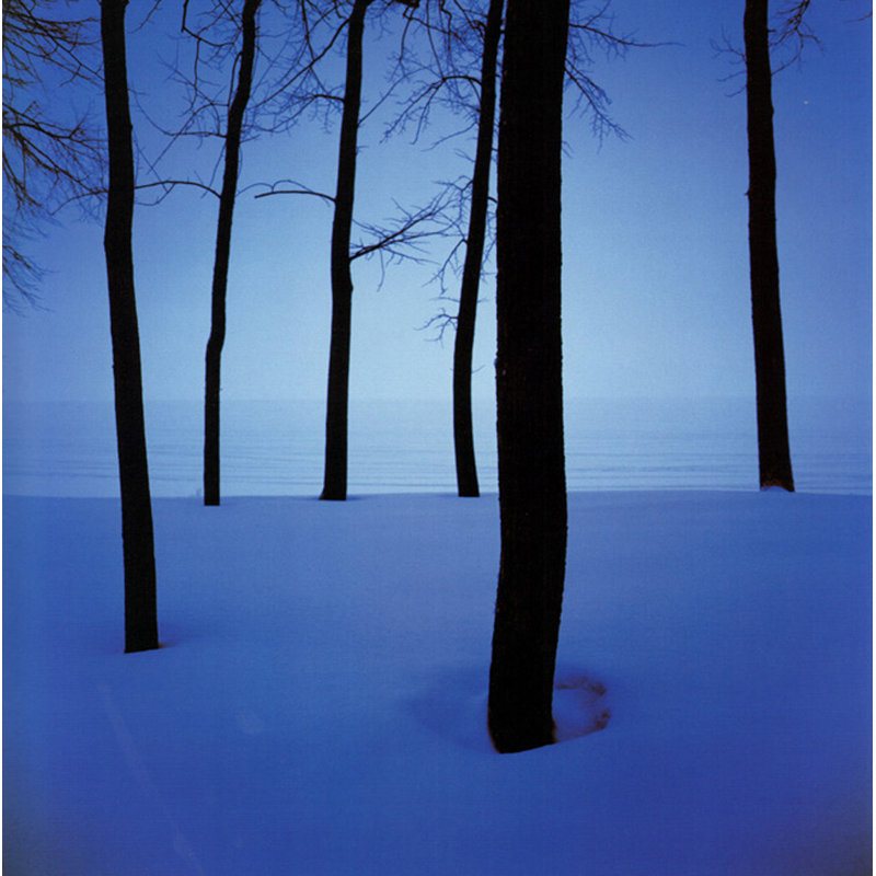 Arbres dans la neige, H 15 po x l 15 po