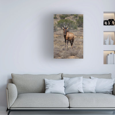 Bolog Bob Langrish Red Hartebeest Canvas Art