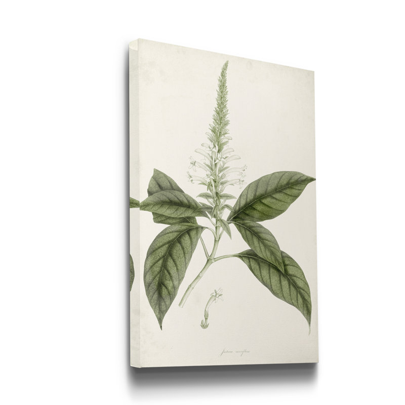 « Sage Botanical II », reproduction d’art sur toile tendue, H 12 po x l 8 po x P 1 po