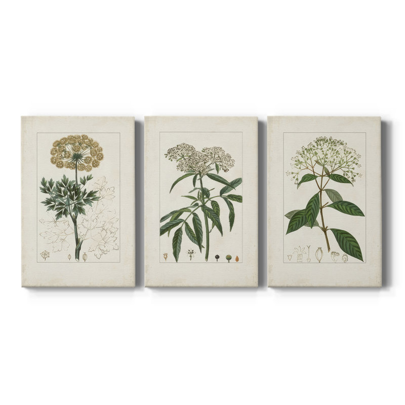 Antique Turpin Botanical VII - toile tendue avec châssis sur mesure - 3 pièces, H 12 po x l 24 po