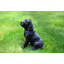Statue chiot labrador Orbison-733031219