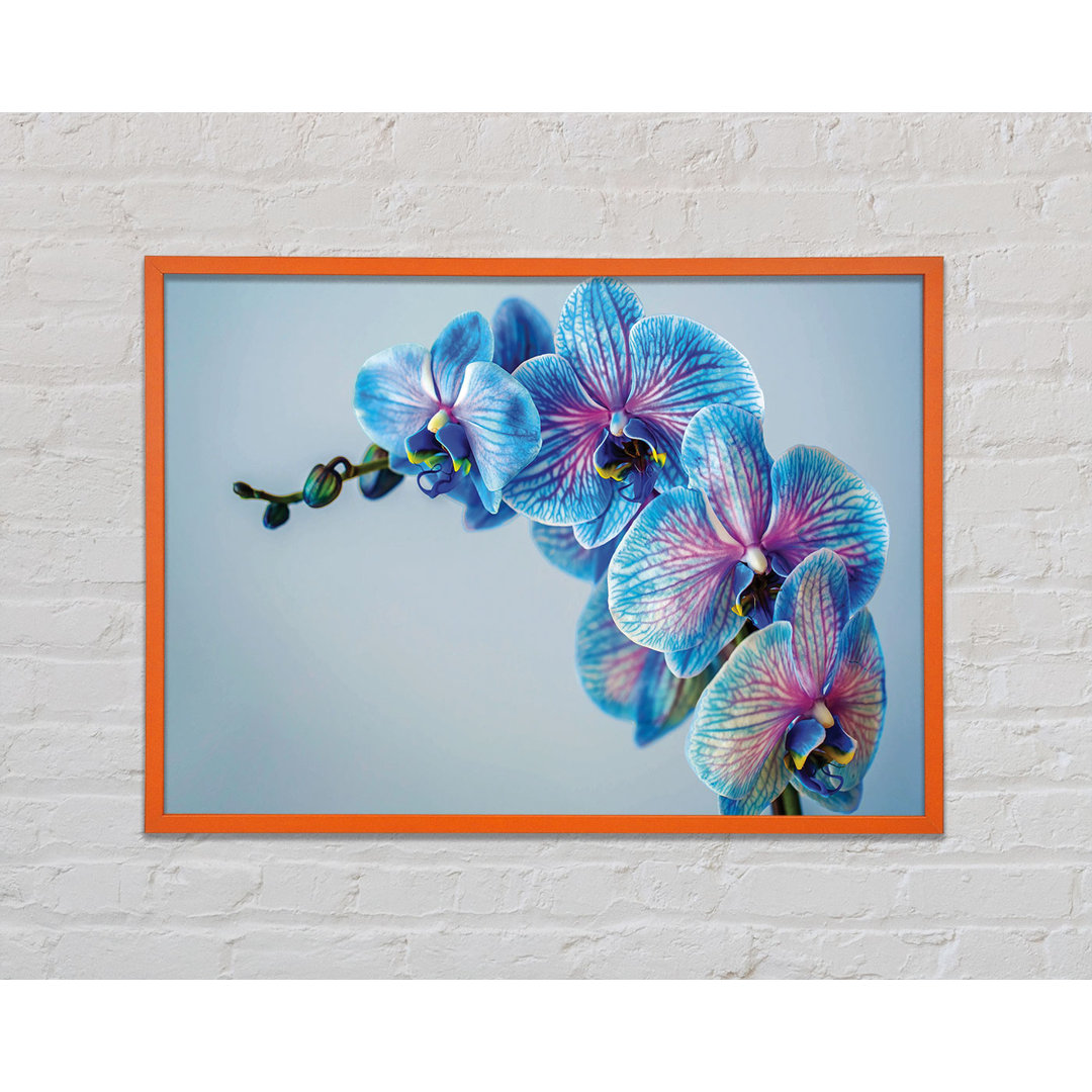 Blaue Orchideen Close Up Gerahmter Druck