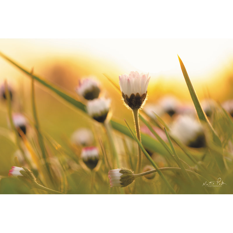 Marguerite au coucher du soleil, H 8 po x l 12 po, Non, Toile tendue