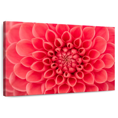 Harnek Dahlia Up Close