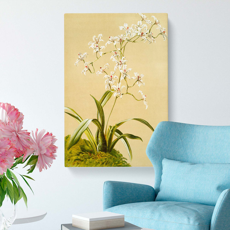 Magnolia Flowers Illustration Tab.41 by Frederick Sander - Wrapped Canvas, 60cm H x 40cm W x 3cm D