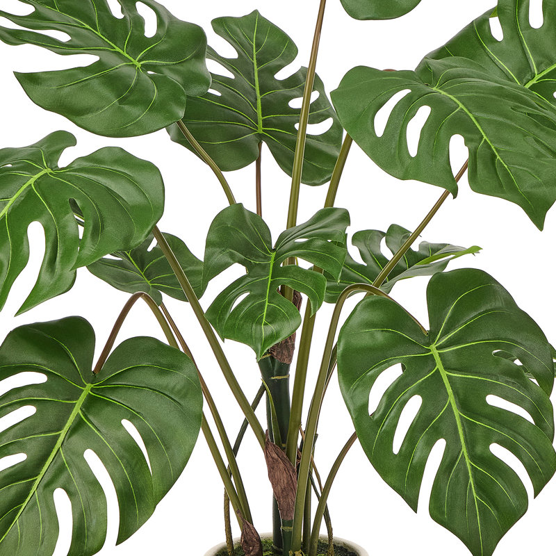 Plante UV 3 'en pot Monstera, 36 in x 24 in