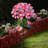 Solar Powered LED Metal Flower Garden Stake Light-40271977