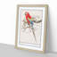 Scarlet Macaw Parrot by A.B. de Boodt - Picture Frame Painting Print-55613961-55613964
