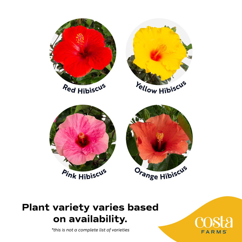 Costa Farms Indoor Hibiscus Bush Grower's Choice Color House Plant in 10-inch Nursery Pot