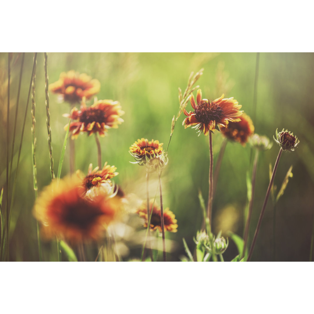 Gaillardia Arizona Sun Flowers - Kunstdrucke auf Leinwand