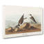 Ring Plover Birds by John Audubon - Wrapped Canvas-55323559