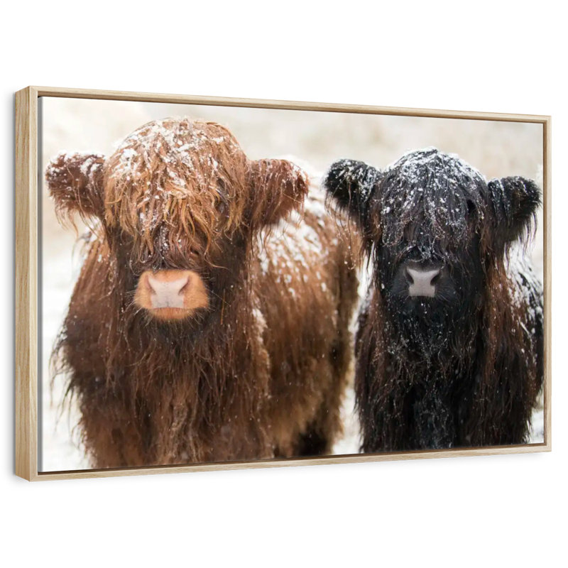 Poilu Highland Cows, Cadre flottant en bois naturel, 37 po x 25 po