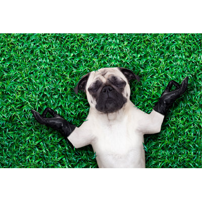 «Yoga Dog» par Damedeeso - photographie sur toile tendue
