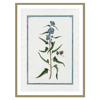 Colombe "Shabby Elegance Botanical I" Print